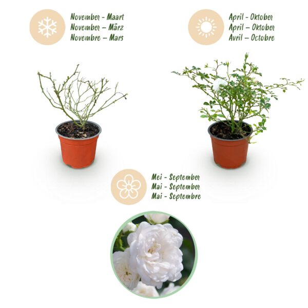 3a603a487baa4940944252ac729f0d85d10e9372adf147d290001f0c3d480b1c.jpg Gartenrose - Rosa White Fairy - Rose - Winterhart - Weiß - 3 Pflanzen
