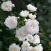 5d9604f657fa45ed839cba62e8c5866e64f829865e734531aa6038e5e67a8052.jpg Gartenrose - Rosa White Fairy - Rose - Winterhart - Weiß - 3 Pflanzen