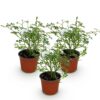 681ad2f5617d4f1b9ad838a28d38d55cc67faae6bb004df1bb6e14a5bce77b89.jpg Gartenrose - Rosa White Fairy - Rose - Winterhart - Weiß - 3 Pflanzen