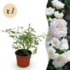 690c06af17044ab2866eb5a2d76bee4cdd5477eacbda4f6a999b936c533b34e7.jpg Gartenrose - Rosa White Fairy - Rose - Winterhart - Weiß - 3 Pflanzen