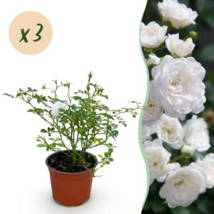 690c06af17044ab2866eb5a2d76bee4cdd5477eacbda4f6a999b936c533b34e7.jpg Gartenrose - Rosa White Fairy - Rose - Winterhart - Weiß - 3 Pflanzen