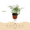 a3ca753e6be044e8babb7e2336892de84d26a124789e4be7b3a273188f85876b.jpg Gartenrose - Rosa White Fairy - Rose - Winterhart - Weiß - 3 Pflanzen