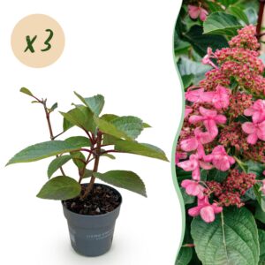 299689dae04e4f81bc197208065ab37becea1bd86dc540f7948d29e392848f42.jpg Hydrangea panniculata Living Infinity - Hortensie - winterhart - Weiß - 3 Pflanzen