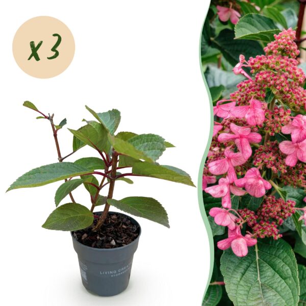299689dae04e4f81bc197208065ab37becea1bd86dc540f7948d29e392848f42.jpg Hydrangea panniculata Living Infinity - Hortensie - winterhart - Weiß - 3 Pflanzen
