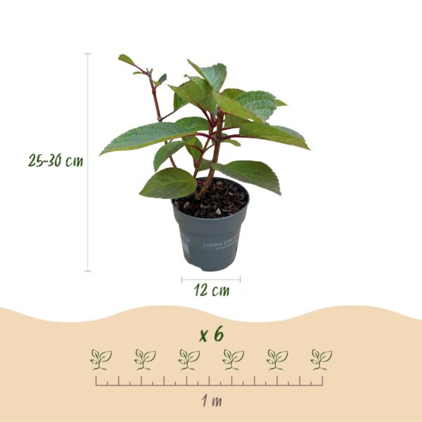 2a9b88876c614ce4879cc51438b3119e7b356df83de04058b73ebe5b08408610.jpg Hydrangea panniculata Living Infinity - Hortensie - winterhart - Weiß - 3 Pflanzen