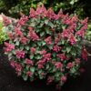 539c31dad88f463c8c87b07ce1b0c0b7ca3540a17bd94ef4bb32443ac11c0cba.jpg Hydrangea panniculata Living Infinity - Hortensie - winterhart - Weiß - 3 Pflanzen