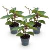 93ec3b34045b41cca26e3cad988c29bf4af143c5afc84bf58330ef35e67a2549.jpg Hydrangea panniculata Living Infinity - Hortensie - winterhart - Weiß - 3 Pflanzen