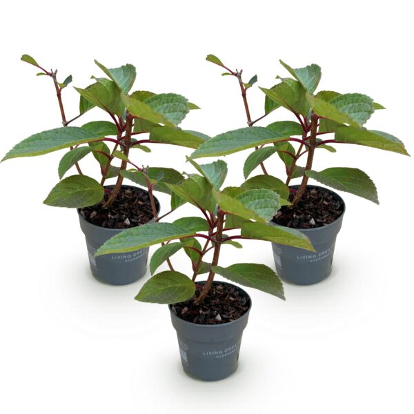 93ec3b34045b41cca26e3cad988c29bf4af143c5afc84bf58330ef35e67a2549.jpg Hydrangea panniculata Living Infinity - Hortensie - winterhart - Weiß - 3 Pflanzen