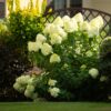 5d2d8900f1f644a484ebd38ca4b2986b1442a4a6847c40b2a89f151c3bd3d3e5.jpg Hydrangea panniculata Limelight - Pflaumenhortensie - winterhart - lindgrün - 3 Pflanzen