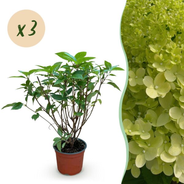 62901d113c0c4972bbf50c8682544e41c6420887c3054a5495e648f623cb25f5.jpg Hydrangea panniculata Limelight - Pflaumenhortensie - winterhart - lindgrün - 3 Pflanzen