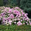 71bbd070b3bd46e191ebe176438262e820c90464763a4ba7947751905a181df9.jpg Hydrangea macrophylla Pink - Hortensie - Winterhart - Pink - 3 Pflanzen