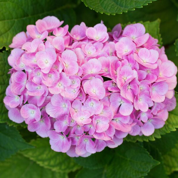 7f7716c2bb8e4433b866b2600c29d14f0934cc87a6fe45348c88dfbd69336178.jpg Hydrangea macrophylla Pink - Hortensie - Winterhart - Pink - 3 Pflanzen