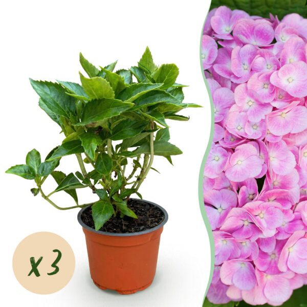 e8bac37015594404abe4f996e1fc1c92756da89f1d2e46c9bc7f5c79649b9199.jpg Hydrangea macrophylla Pink - Hortensie - Winterhart - Pink - 3 Pflanzen