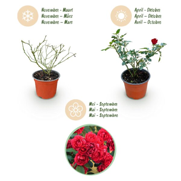 17e0cbbd04094d1fb4cb89cf2dd6dca841755fc27f5044978c67724e3d049579.jpg Gartenrose - Rosa Rote Die Fee - Rose - Winterhart - Rot