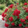 41b1ff011c7e472abfc360dce1aa9eb14cb6ef2546f346569eb10b37a6a48a96.jpg Gartenrose - Rosa Rote Die Fee - Rose - Winterhart - Rot