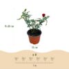 5f3e5a61218c406abef3188f64365d75f13a229b446148dfac668815af200f9e.jpg Gartenrose - Rosa Rote Die Fee - Rose - Winterhart - Rot