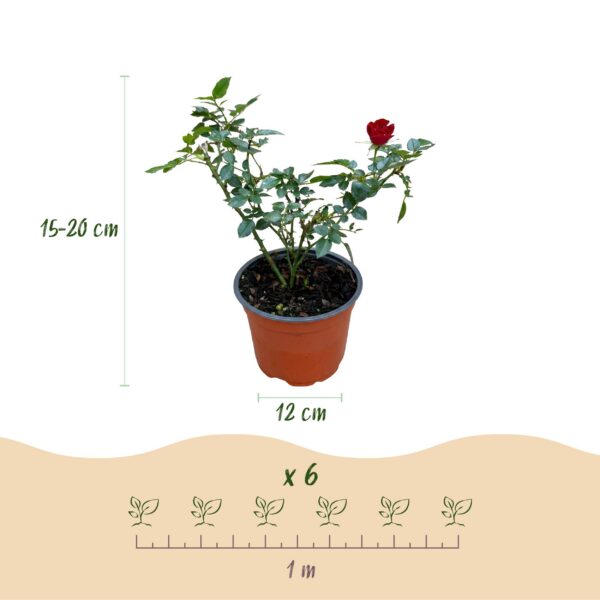 5f3e5a61218c406abef3188f64365d75f13a229b446148dfac668815af200f9e.jpg Gartenrose - Rosa Rote Die Fee - Rose - Winterhart - Rot