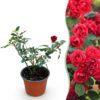 6480416a950e4c0c86b8e11b300321b59420a34918b14a96ae5da5d595f3e0b7.jpg Gartenrose - Rosa Rote Die Fee - Rose - Winterhart - Rot