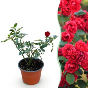 6480416a950e4c0c86b8e11b300321b59420a34918b14a96ae5da5d595f3e0b7.jpg Gartenrose - Rosa Rote Die Fee - Rose - Winterhart - Rot