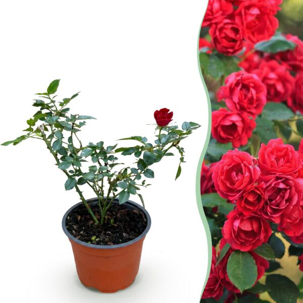 6480416a950e4c0c86b8e11b300321b59420a34918b14a96ae5da5d595f3e0b7.jpg Gartenrose - Rosa Rote Die Fee - Rose - Winterhart - Rot