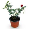 7460ca6453314c5f826cb5937cd8d792e52a1b0ca14a4966adb27356bd12b27a.jpg Gartenrose - Rosa Rote Die Fee - Rose - Winterhart - Rot