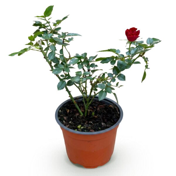 7460ca6453314c5f826cb5937cd8d792e52a1b0ca14a4966adb27356bd12b27a.jpg Gartenrose - Rosa Rote Die Fee - Rose - Winterhart - Rot