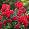 df94cad7869248d9a2382ffd04c252aa9d243df612ce45b99175a9443bf2e89b.jpg Gartenrose - Rosa Rote Die Fee - Rose - Winterhart - Rot