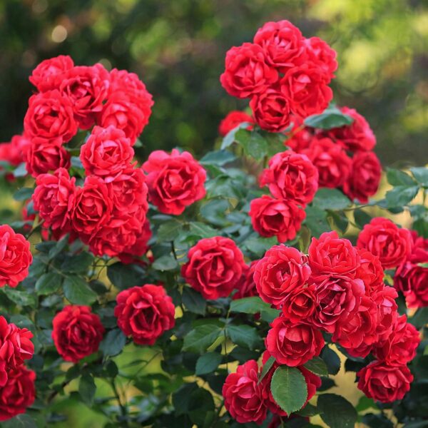df94cad7869248d9a2382ffd04c252aa9d243df612ce45b99175a9443bf2e89b.jpg Gartenrose - Rosa Rote Die Fee - Rose - Winterhart - Rot