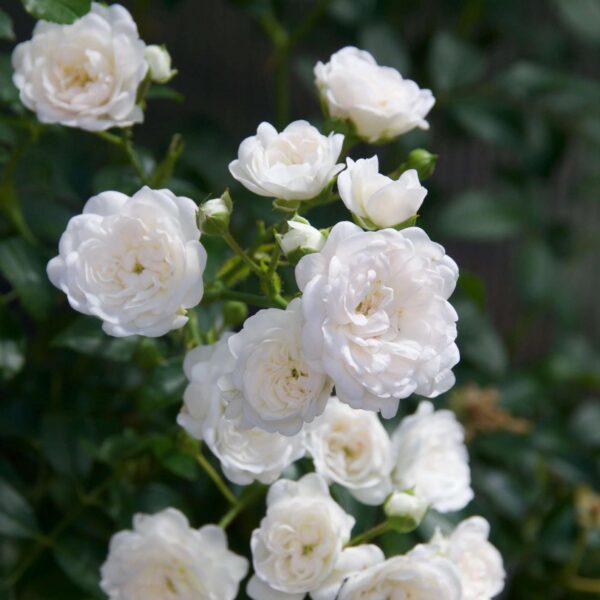 22cb2c3ff7f44641aa39f475bd80f574a5f71df6c4d845a69e7636c11a257a48.jpg Gartenrose - Rosa White Fairy - Rose - Winterhart - Weiß
