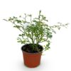 7f5df891cccc45c89465be76c976ca6cce9c7abc5ee6476baff0e1d257b455db.jpg Gartenrose - Rosa White Fairy - Rose - Winterhart - Weiß