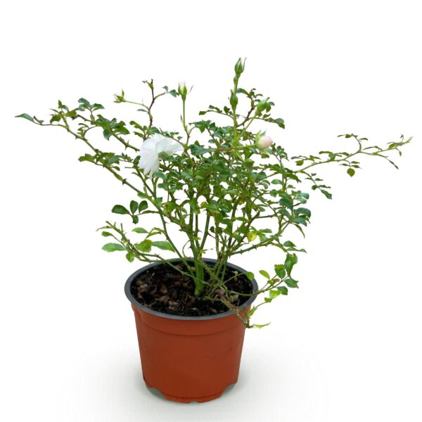 7f5df891cccc45c89465be76c976ca6cce9c7abc5ee6476baff0e1d257b455db.jpg Gartenrose - Rosa White Fairy - Rose - Winterhart - Weiß