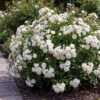 a9455e168845426d9da5cd352d789cbf51f1cafb5b3743aa8f818823782fd4c6.jpg Gartenrose - Rosa White Fairy - Rose - Winterhart - Weiß