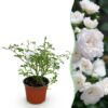 eab76fa250e94760853217bc4fccdba7a62f44e749484317b6eadf2adbeee47a.jpg Gartenrose - Rosa White Fairy - Rose - Winterhart - Weiß