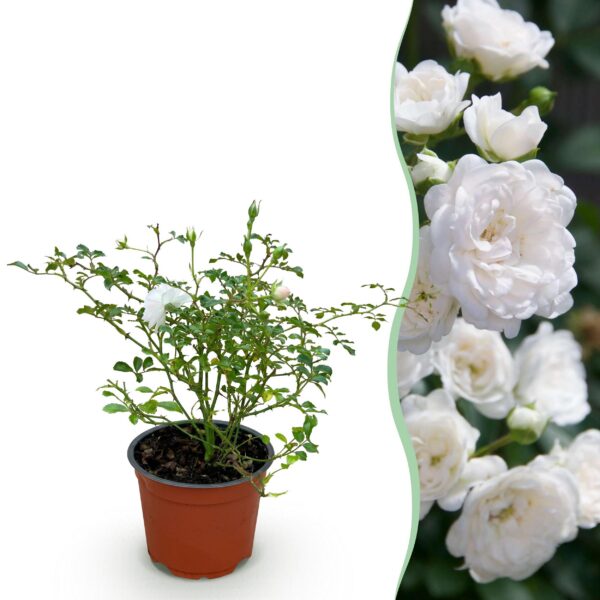 eab76fa250e94760853217bc4fccdba7a62f44e749484317b6eadf2adbeee47a.jpg Gartenrose - Rosa White Fairy - Rose - Winterhart - Weiß