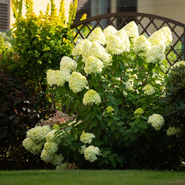 400b2aa917b841d3ae84fa6aafc3d4789e7e594fab0d4776ad7113b0e9084466.jpg Hydrangea panniculata Limelight - Pflaumenhortensie - winterhart - lindgrün
