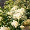 ff0ee8d3c0724f99ad29cb149e110b8dd3feebb8111547d7b41d93b5be82d376.jpg Hydrangea panniculata Limelight - Pflaumenhortensie - winterhart - lindgrün