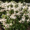 1a506866c6314b9bae0007ba39bad3d685a3401a494e48528f94d9aa22f297b0.jpg Hydrangea panniculata Living Infinity - Hortensie - Winterhart - Weiß