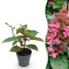 33bbdca3820a4cb2b5c021d86aae27659b43d6dd95894b809ef4456ccacf0356.jpg Hydrangea panniculata Living Infinity - Hortensie - Winterhart - Weiß