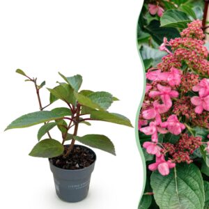 33bbdca3820a4cb2b5c021d86aae27659b43d6dd95894b809ef4456ccacf0356.jpg Hydrangea panniculata Living Infinity - Hortensie - Winterhart - Weiß