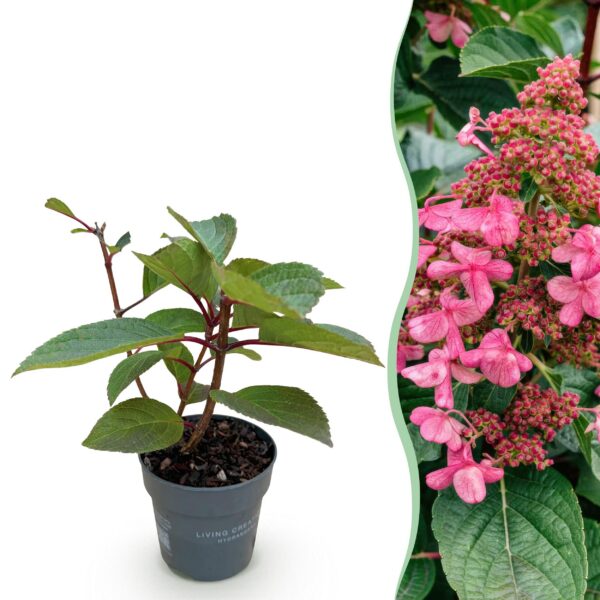 33bbdca3820a4cb2b5c021d86aae27659b43d6dd95894b809ef4456ccacf0356.jpg Hydrangea panniculata Living Infinity - Hortensie - Winterhart - Weiß