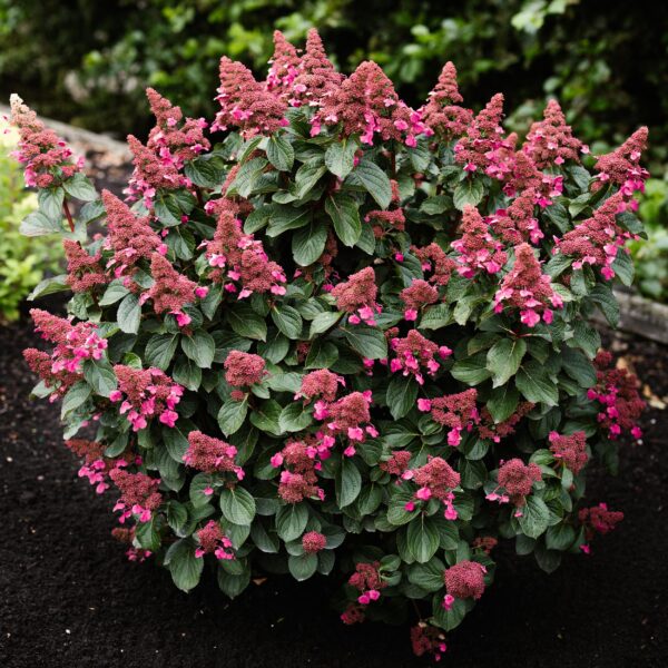 88f951af845e446f805ae597b9b93f1c3f25586b67c348af9d5be09de4110d4a.jpg Hydrangea panniculata Living Infinity - Hortensie - Winterhart - Weiß