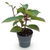 e1ee9d1536bc40ebb8449d411996b75f5251c5b97fec4cebbe820a6cddf35975.jpg Hydrangea panniculata Living Infinity - Hortensie - Winterhart - Weiß