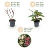 f2680f5aed64447c9c5f011a70ce78a8e3743e79831d4c21a0fd2c828ff6952a.jpg Hydrangea panniculata Living Infinity - Hortensie - Winterhart - Weiß