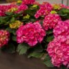 0b454d82ad4f4ff08659fceeedaf0298a06a543176a344d4b449ba4c1d64662e.jpg Hydrangea macrophylla Rot - Hortensie - Winterhart - Rot