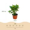 22b1328c6c9c4b37ac973d76571017beef2e3be8073349a08f970f32f998b82d.jpg Hydrangea macrophylla Rot - Hortensie - Winterhart - Rot