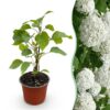 2316ed575c3347729b7eb0e78d2e69fdc1d90e3162224c6ca1f24beee1743553.jpg Hydrangea arborescens Annabelle - Hortensie - Winterhart - Weiß