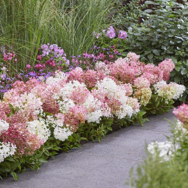 a1cea56ab96943d4a3dbf224ab006f4b17eef6d5d60f4cbc81e3ed0ce1658061.jpg Hydrangea panniculata Groundbreaker Blush - Hortensie - Winterhart - Rosa