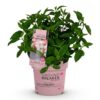 a55f14868b314b16bd02977f05768c9edf3af9de7f964234a7dddbb9845b652b.jpg Hydrangea panniculata Groundbreaker Blush - Hortensie - Winterhart - Rosa