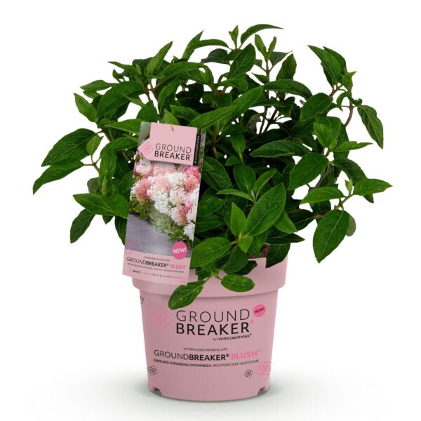 a55f14868b314b16bd02977f05768c9edf3af9de7f964234a7dddbb9845b652b.jpg Hydrangea panniculata Groundbreaker Blush - Hortensie - Winterhart - Rosa