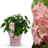 b0001970921a40128ba00623488a79772dc23ae1d1c04a3986adcaae109679aa.jpg Hydrangea panniculata Groundbreaker Blush - Hortensie - Winterhart - Rosa